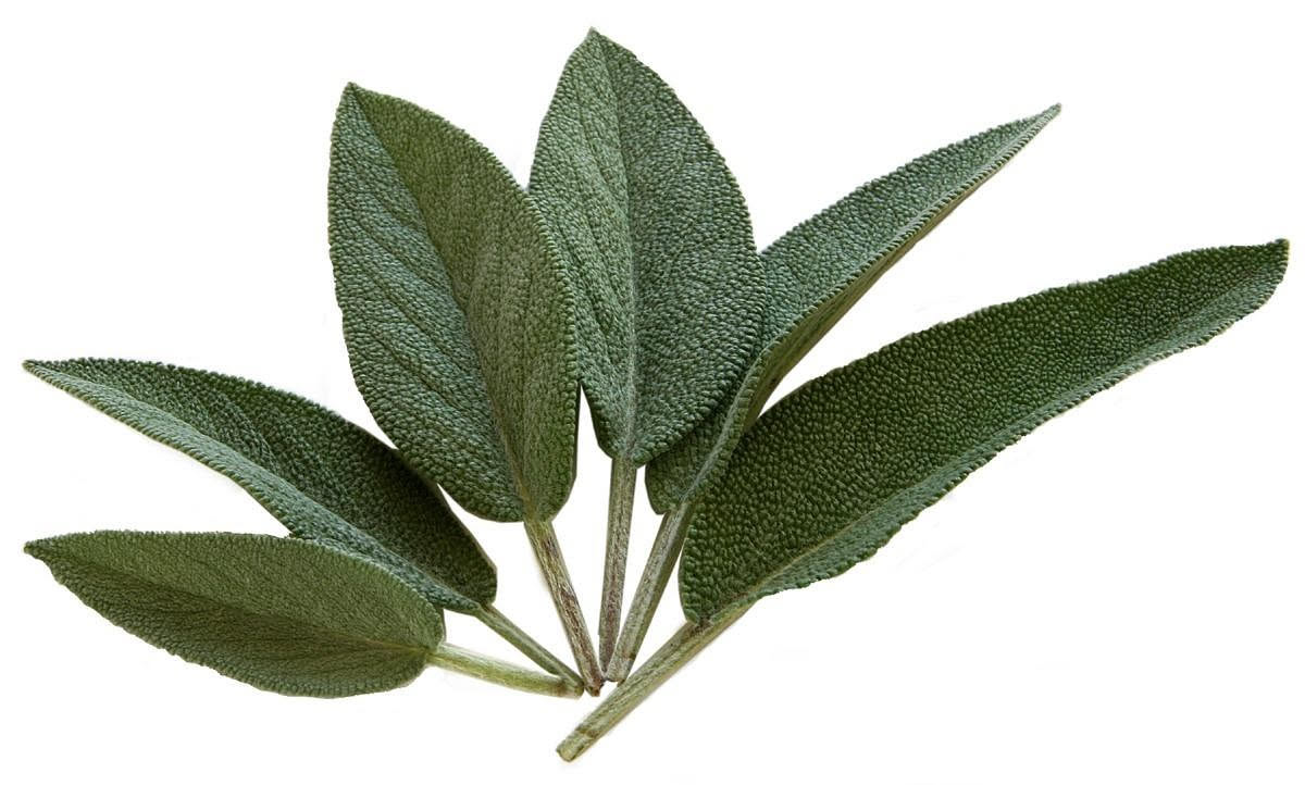 Da dove arriva la salvia per i capelli: la storia antica