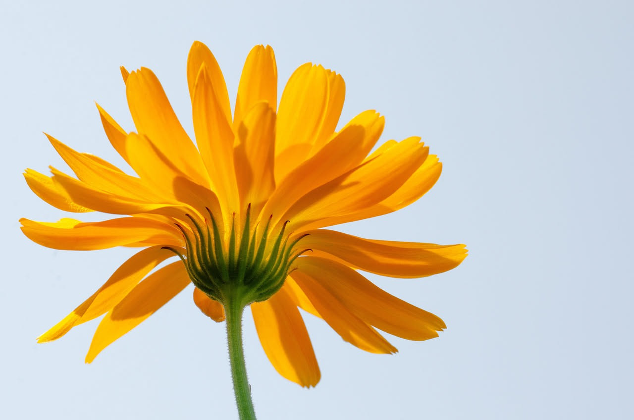 Da dove arriva la calendula: la storia antica