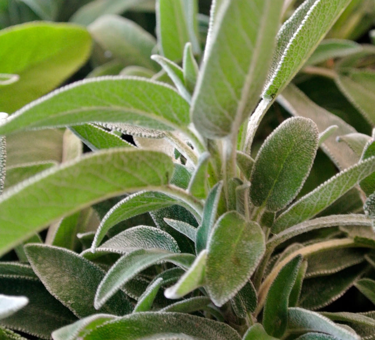Da dove viene la salvia per i capelli: le origini
