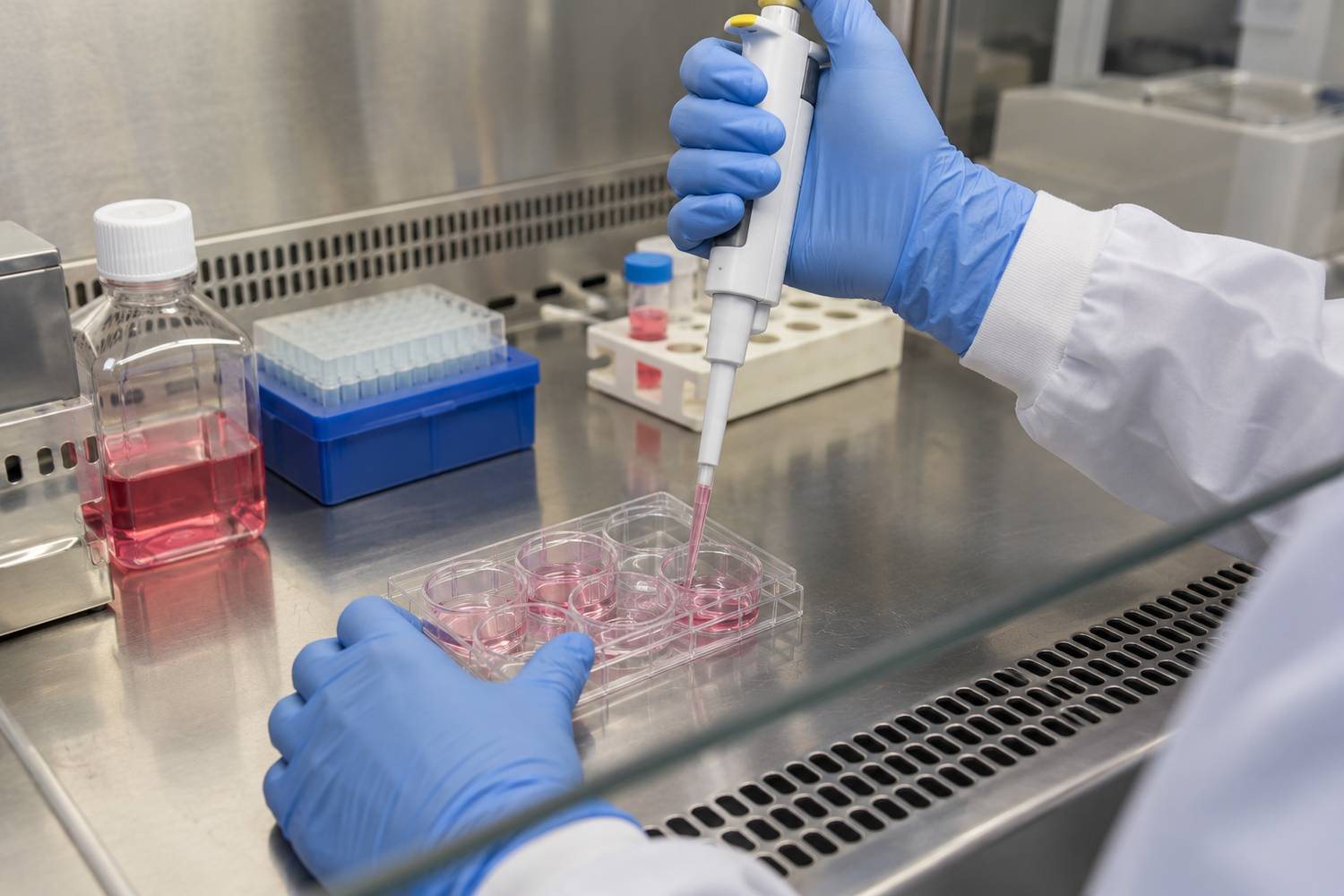 Una mano con guanto utilizza una micropipetta su una piastra per colture cellulari sotto una cappa da laboratorio
